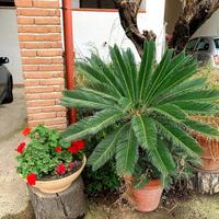 CYCAS 