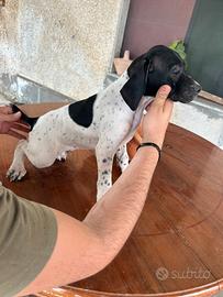 Pointer Maschio cucciolo