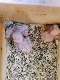 Pulli inseparabili roseicollis