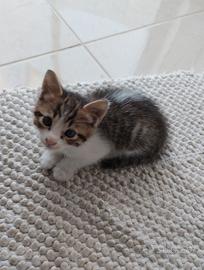 Gattini