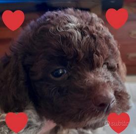 Cuccioli Lagotto Romagnolo pedigree Roy
