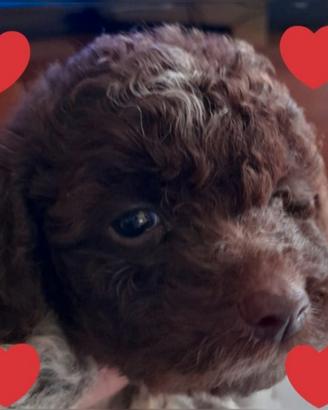 Cuccioli Lagotto Romagnolo pedigree Roy