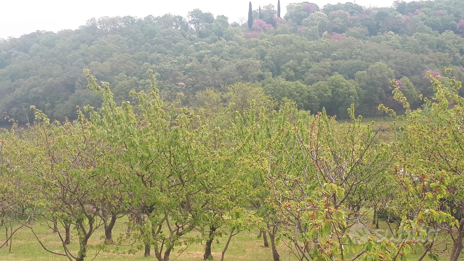 Terreno agricolo - Vista 3