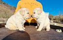 cuccioli-di-labrador-marina-lab-maschietti