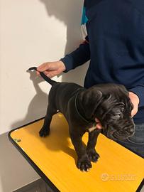 Cucciolo cane corso premium