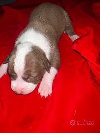 Cuccioli pitbull