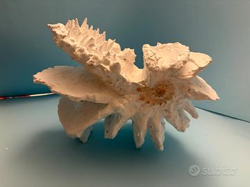 Scultura con conchiglie marine tridacna madreperla