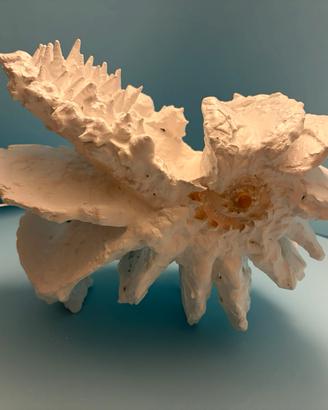 Scultura con conchiglie marine tridacna madreperla