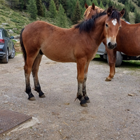 Puledro 7 mesi haflinger x gypsy