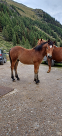 Puledro 7 mesi haflinger x gypsy