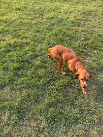 Cane da Tartufo