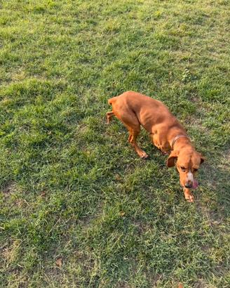 Cane da Tartufo