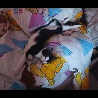 Gattino bianco e nero