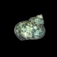 Lumache Acquario marino - Detritivori acquario