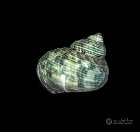 Lumache Acquario marino - Detritivori acquario