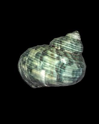 Lumache Acquario marino - Detritivori acquario