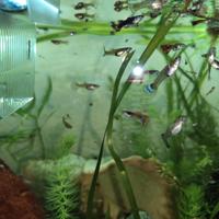 Guppy,Ancistrus, Planorbelle,neocaridine blu