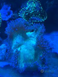Coralli acquario marino