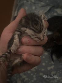 Gattini in adozione nati il 1 aprile 2026