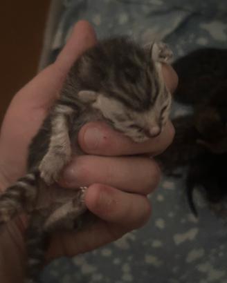 Gattini in adozione nati il 1 aprile 2026