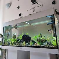 Acquario Juwel Rio 180