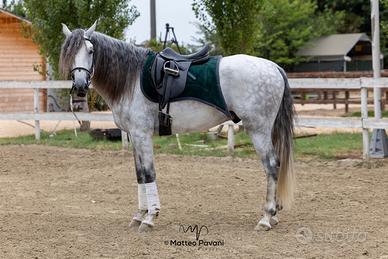 Cavallo Lusitano