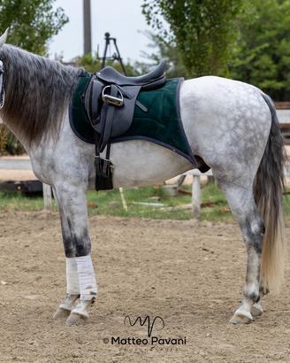 Cavallo Lusitano