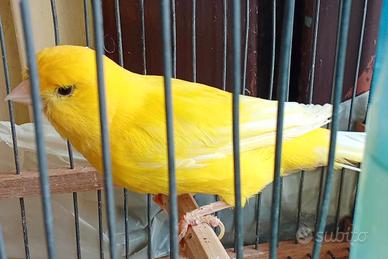 Canarini gialli
