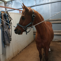 Cavallo castrone arabo