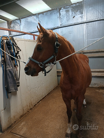 Cavallo castrone arabo