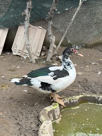 Anatra muta