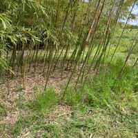 Canne diametro 3/3,5  h 250