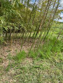 Canne diametro 3/3,5  h 250