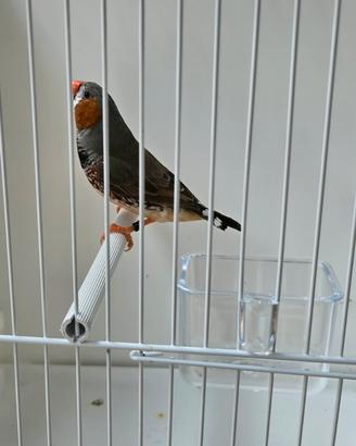 Diamantini