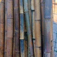 Canne bambu'