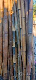 Canne bambu'
