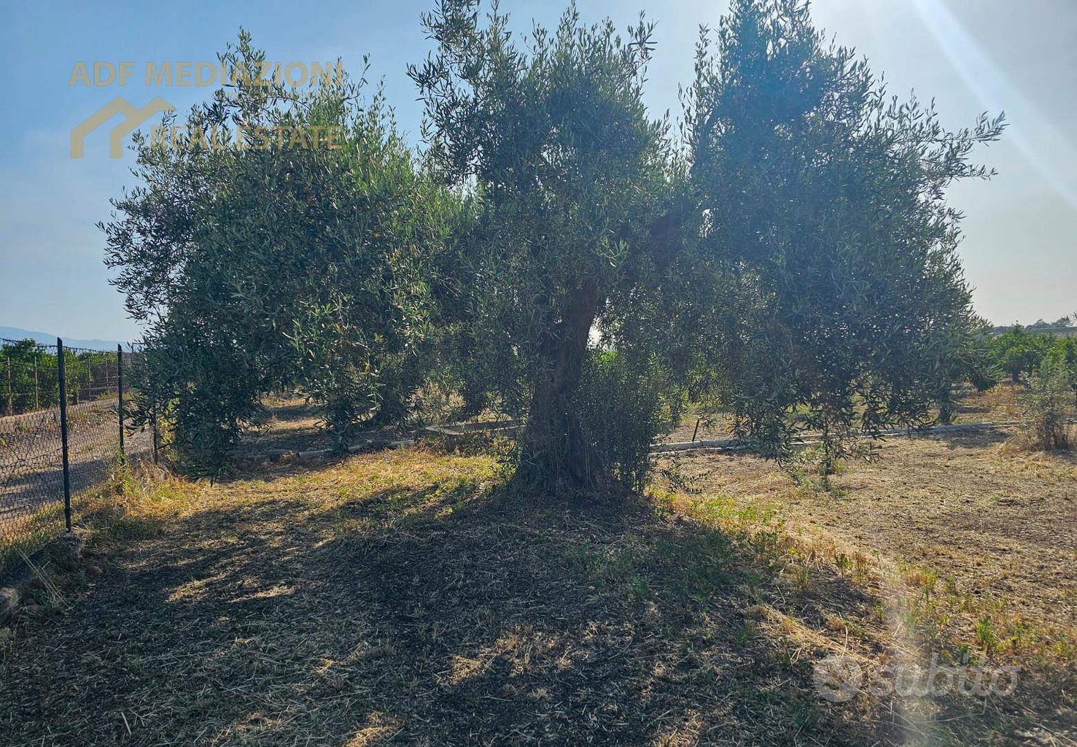 4H.Di Uliveto Con Terreno - Vista 5