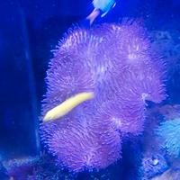 Corallo Sarcophydon