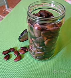 semi di Asimina Triloba