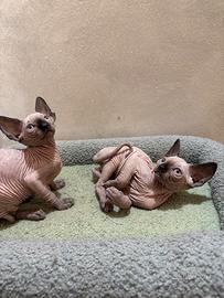 Cuccioli Sphynx