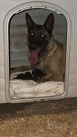Malinois Pastore Belga