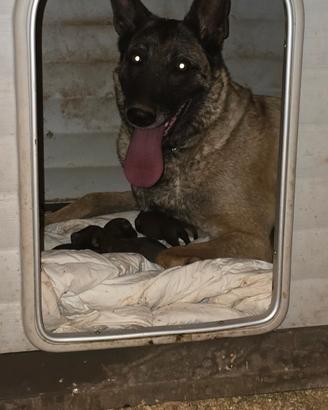 Malinois Pastore Belga