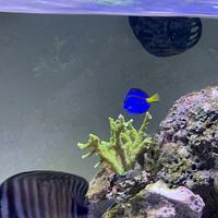 Acquario Marino Vetro Extrachiaro 80x40x30