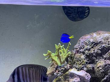 Acquario Marino Vetro Extrachiaro 80x40x30