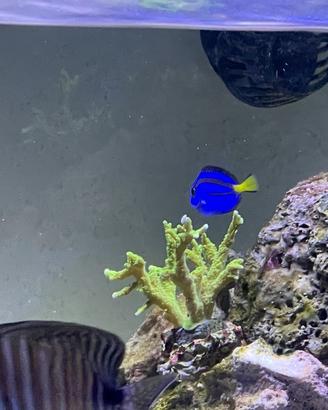 Acquario Marino Vetro Extrachiaro 80x40x30