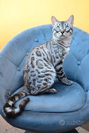 Bengala Snow Lynx Charcoal (pedigree)