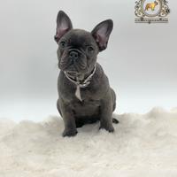 Esclusiva Principessina Bulldog Francese Total Blu