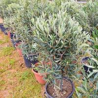 Alberi di Ulivo Leccino e Cipressino 10 anni