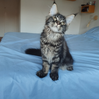 Cucciole di Maine Coon