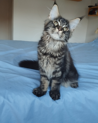 Cucciole di Maine Coon